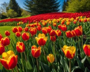 Tuininspiratie: De Meest Prachtige Bloemen Voor Uw Tuin