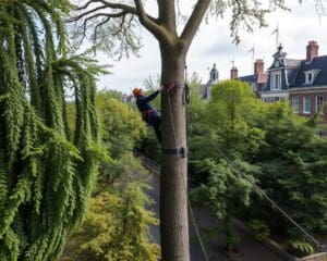 Boom kappen in Amersfoort: professioneel en veilig