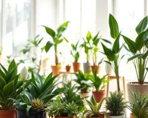 Planten verzorgen zonder groene vingers