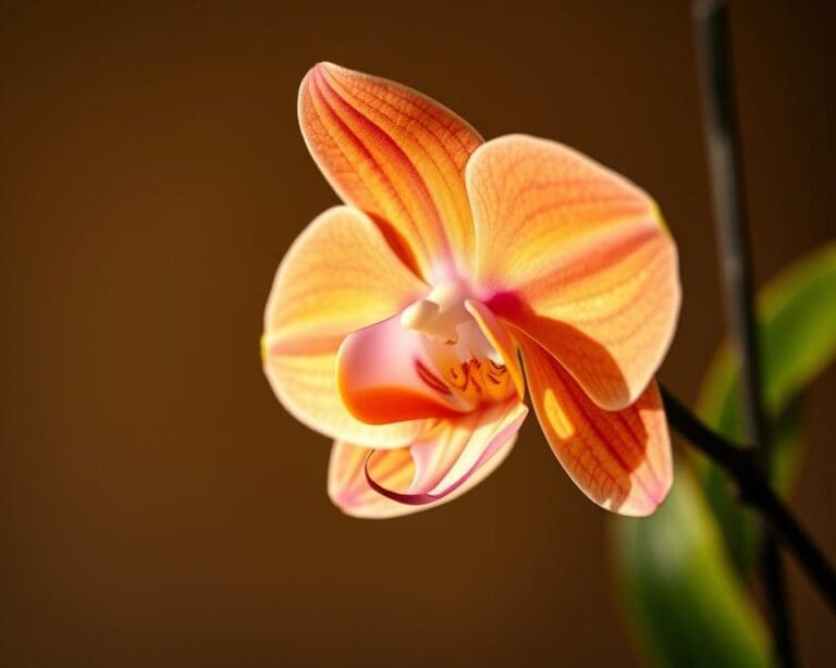 Hoe houd je orchideeën langer mooi?