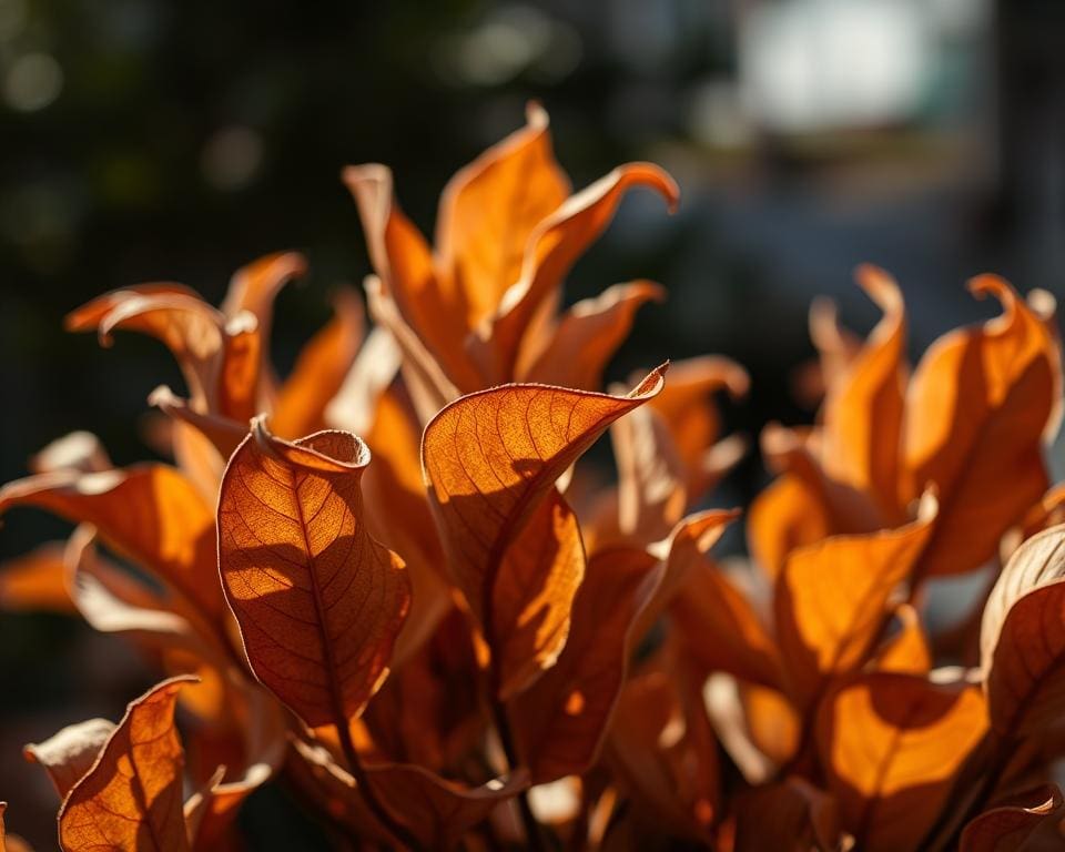 Wat te doen als een plant bruine bladeren krijgt?