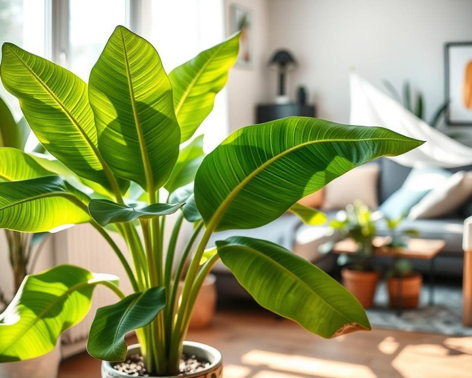 Hoe verzorg je een bananenplant binnenshuis?