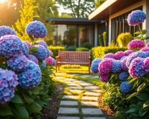 hortensia tuin