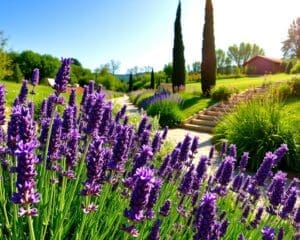 lavendel zonnige tuin