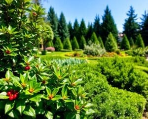 groenblijvende planten