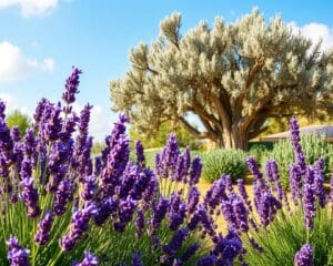 mediterrane tuin