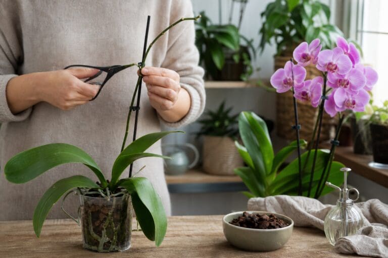 Hoe laat je een uitgebloeide orchidee opnieuw bloeien?